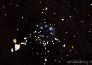 Black Frogfish eye and cheek.
Walking on a Starry Sky.  ... by Jan Morton 